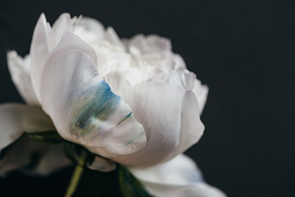 close up view of white peony isolated on black - Fotografie, Obrázek
