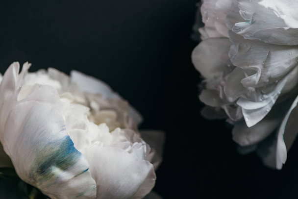 close up view of white peonies isolated on black - Foto, Imagen