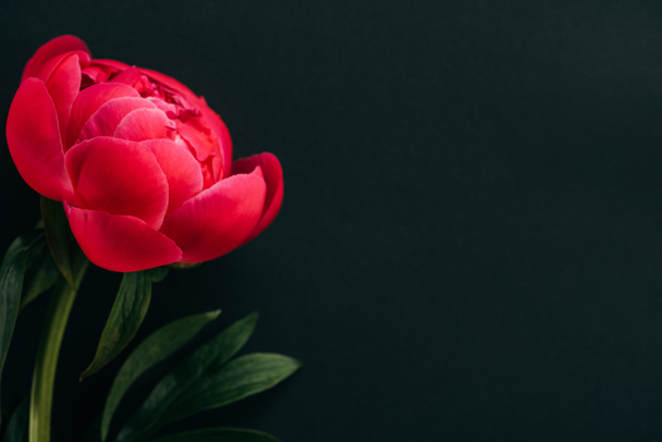 close up view of pink peony with green leaves isolated on black - Foto, Bild
