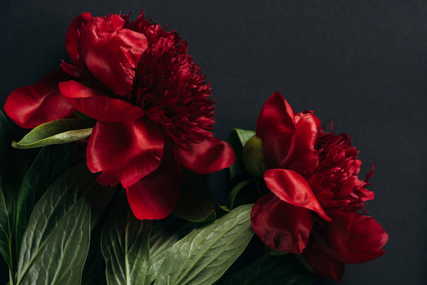 top view of red peonies with green leaves on black background - Foto, immagini