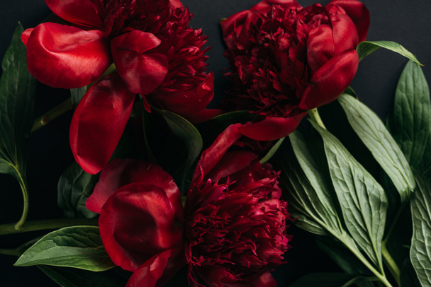 top view of red peonies with green leaves on black background - Zdjęcie, obraz