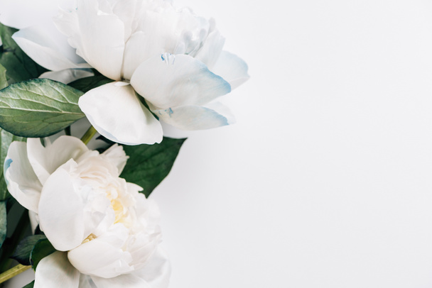 top view of blue and white peonies with green leaves on white background - Foto, Imagem