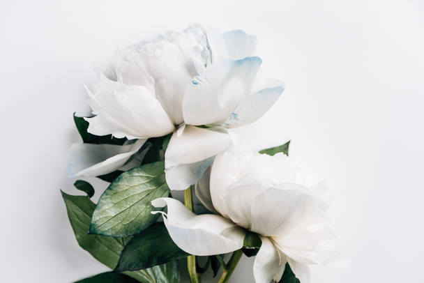 top view of blue and white peonies with green leaves on white background - Foto, Bild