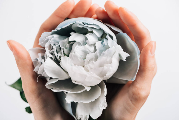 partial view of woman holding blue and white peony on white background - Foto, afbeelding
