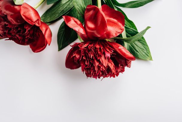 top view of red peonies with green leaves on white background - 写真・画像