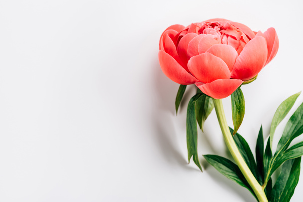 pink peony with green leaves on white background - Фото, изображение