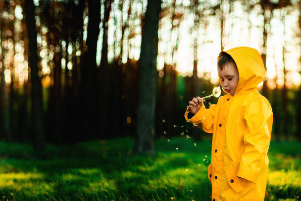 Little boy in a yellow jacket at sunset in the forest blowing a dandelion. Nature care concept. Take care of the environment. Forest is the lungs of the planet. Action against deforestation.transient autofocus, noise - Foto, imagen