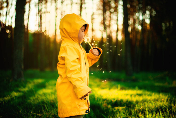 Malý chlapec ve žluté bundě při západu slunce v lese fouká pampelišku. Koncept péče o přírodu. Postarej se o životní prostředí. Les je plícemi planety. Akce proti deforestation.transient autofocus, šum - Fotografie, Obrázek