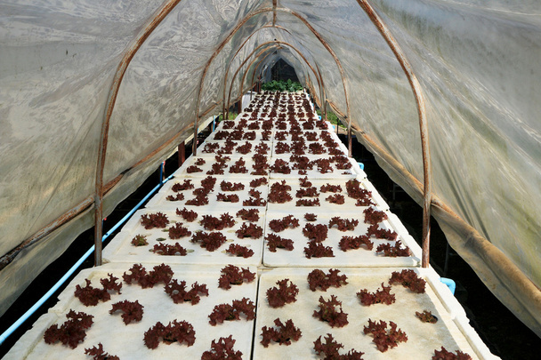 Красные коралловые овощи на гидропонной ферме
 - Фото, изображение