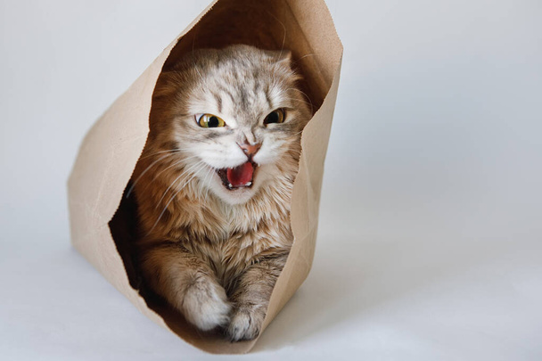 Varovainen harmaa kissa paljasti saalistushinnoittelun paperipussissa ja näyttää keltavihreiltä silmiltä
. - Valokuva, kuva