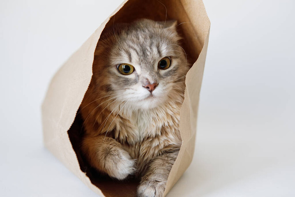 Τρομαγμένη γκρι γάτα κάθεται σε μια χάρτινη σακούλα και κοιτάζει με κίτρινα-πράσινα μάτια. - Φωτογραφία, εικόνα