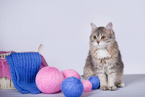 ウールとバスケットの爪でかわいい子猫。ボールやニットスカーフで青とピンクの糸。灰色の背景。選択的ソフトフォーカス. - 写真・画像