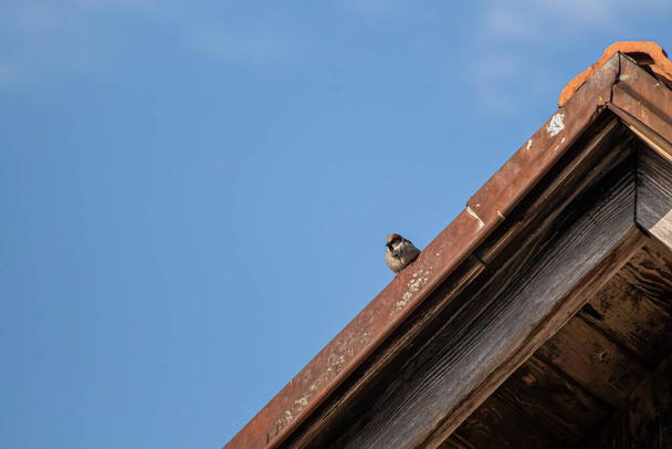 Dům vrabec odpočívá na střeše - Fotografie, Obrázek