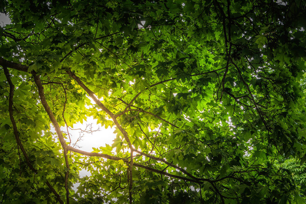  Aurinkoinen kesämetsä. Auringon valo paistaa läpi vihreä vaahtera lehdet
 - Valokuva, kuva