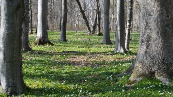 tavaszi erdő talaját - Felvétel, videó