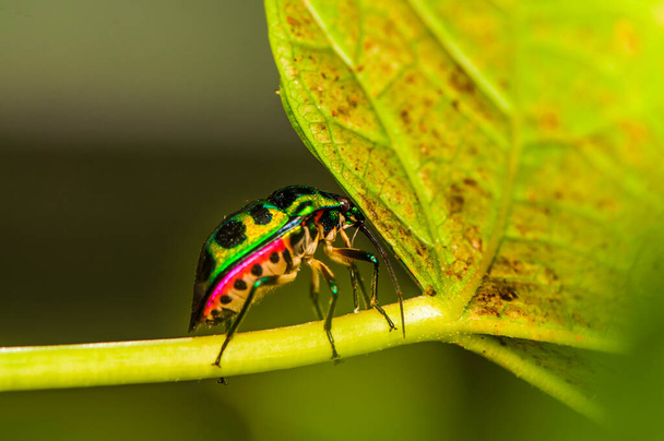 Jewel bug que pertence à família scutelleridae e são realmente verdadeiros bugs / Jewel bug / Eles são muitas vezes brilhantemente coloridos, exibindo uma ampla gama de tons metálicos iridescentes, daí o nome
 - Foto, Imagem