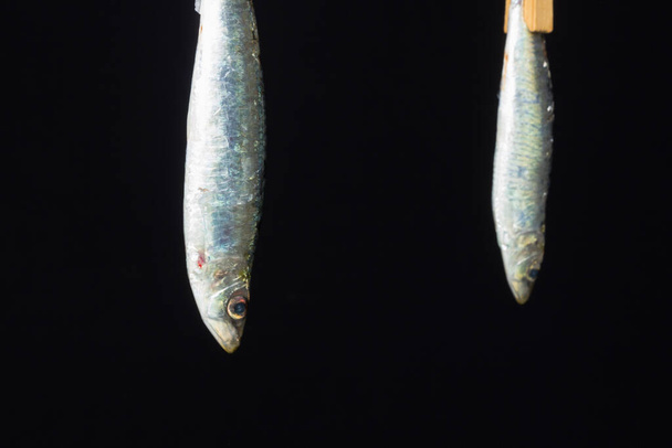 サルデーニャは魚屋で簡単に見つけることができる魚です,それは通常、地中海で釣りされ、地中海料理で一般的です,オメガの健康とフル - 写真・画像