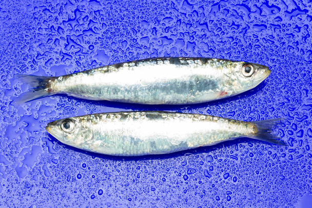 La sardina è un pesce che si trova facilmente nei pescivendoli, viene solitamente pescato nel Mar Mediterraneo ed è comune nella dieta mediterranea, sana e ricca di Omega
 - Foto, immagini