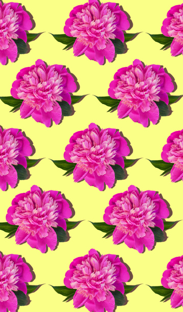 Růžové pivoňkové květy pravidelný vertikální vzor na žlutém pozadí. Krásná kvetoucí hlava pro mobilní telefon desktop webové stránky květinový design. Paeonia lactiflora rostlinné zelené listy. Barevné lístky pivoňky - Fotografie, Obrázek