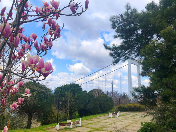 Drzewa Judasza (po turecku: Erguvan) w Stambule. Piękny wiosenny widok na Stambuł Bosfor z Otagtepe. Most Fatiha Sułtana Mehmeta. Stambuł, Turcja. - Zdjęcie, obraz