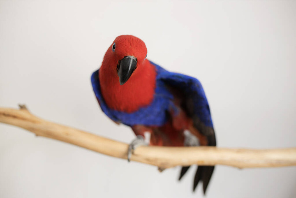 fêmea papagaio eclectus vermelho e azul sentado em um ramo e esticando as asas
 - Foto, Imagem