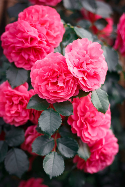 Pink roses. Background of blooming roses. garden of roses. - Photo, Image