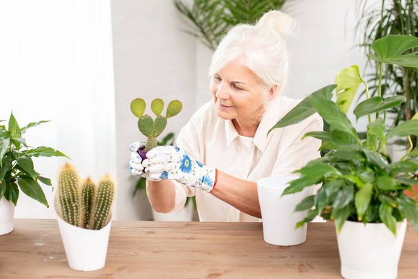 Happy smiling senior woman cultivating potted plants at home. Relaxing hobby. - Zdjęcie, obraz