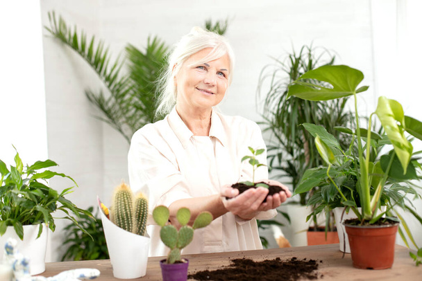 Happy smiling senior woman cultivating potted plants at home. Relaxing hobby. - Φωτογραφία, εικόνα