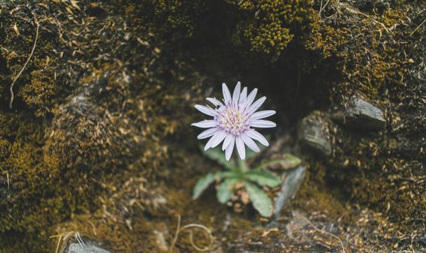 Divoký květ v horách - Fotografie, Obrázek