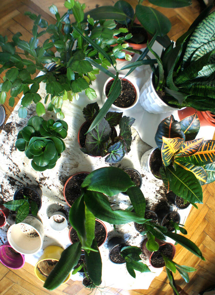 Mix di belle piante d'appartamento alla moda nei vasi da fiori - Foto, immagini