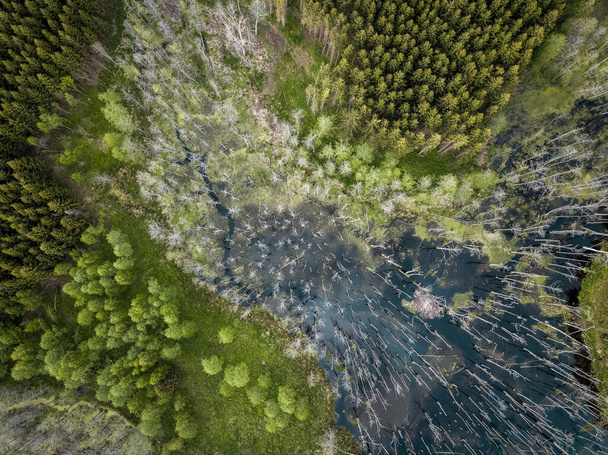Vista de ángulo alto de un pantano en medio del bosque
 - Foto, imagen