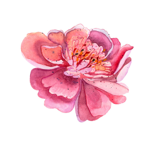 Bright fresh cute elegant watercolor peony. Colorful summer flowers in pink and red. Illustration for vintage greeting. Romantic garden flowers. For wedding invitations, card design, birthday. - Photo, Image
