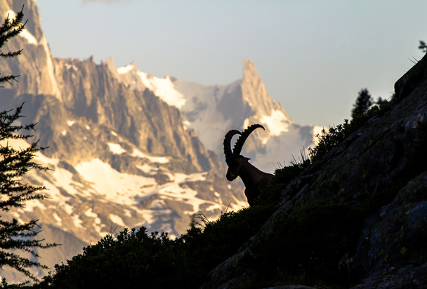 κατσίκα βουνό - Φωτογραφία, εικόνα