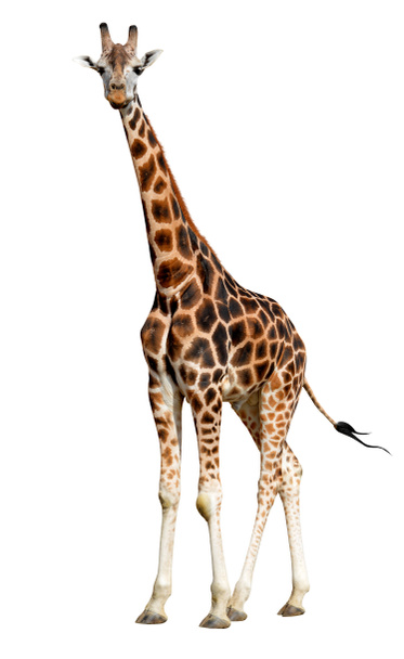 giraf - Foto, afbeelding