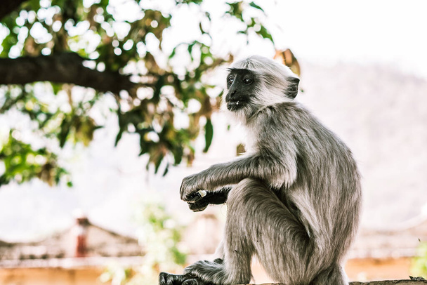 a small gray monkey sits on a stone wall in asia 1 - Zdjęcie, obraz