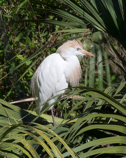 Cattle Egret bird perched on branches exposing its body, head, eye, beak, plumage in a nice foliage  and enjoying the sun in its surrounding and environment. - Φωτογραφία, εικόνα
