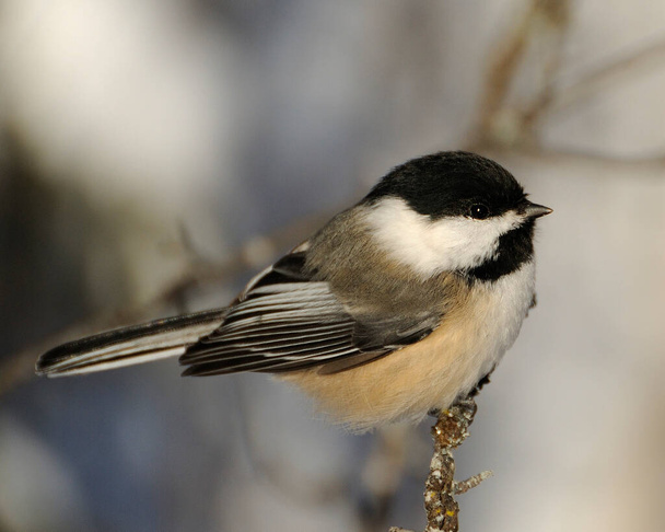 Chickadee bird close-up profile view perched on a human hand enjoying its surrounding and environment while exposing its body, head, eye, beak, feet plumage with a nice blur background. - Zdjęcie, obraz