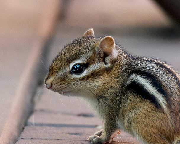 Chipmunk animal baby displaying brown fur, head, eye, nose, ears, paws, in its environment and surrounding. Very cute creature. Baby Chipmunk animal. - Foto, imagen