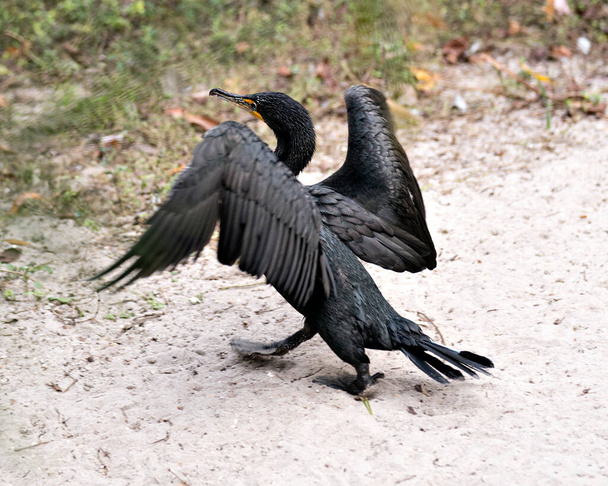 Pájaro cormorán cerca con alas extendidas mostrando cuerpo, cabeza, ojo, patas de pico, cola de ave en su entorno y el medio ambiente con un fondo de arena
. - Foto, imagen