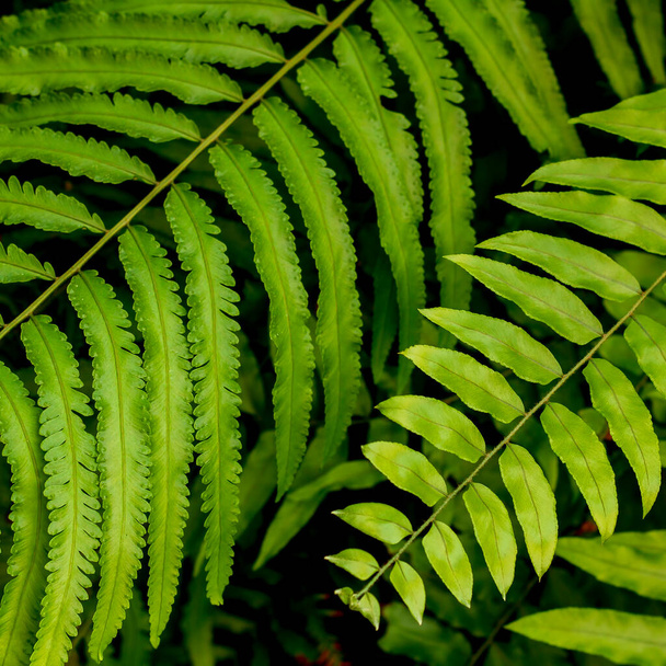 Close up fern leaf in the garden - Фото, изображение