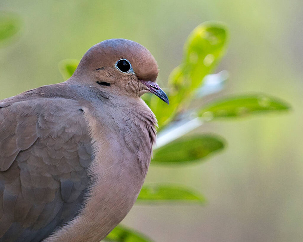 Mourning dove head shot close-up profile view displaying body, head, eye, beak, brown plumage and enjoying its surrounding and environment with a blur background. - Foto, afbeelding