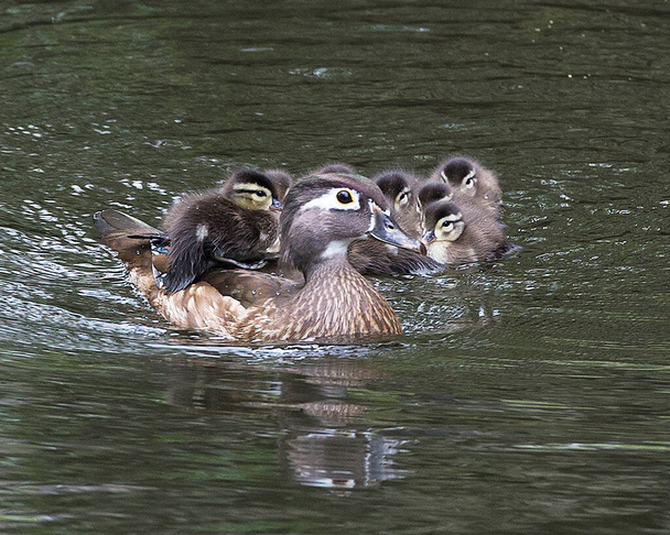 Duck mother with her babies in the water exposing their brown feathers plumage, eyes, beaks,  plumage and enjoying their surrounding and environment basking in sunlight. - Zdjęcie, obraz