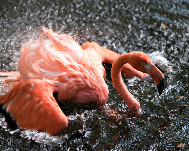 Flamingo bird in the water a close up view bathing with splashing water displaying its beautiful feathers, plumage, head, beak, eye, in its environment and surrounding. - Foto, immagini