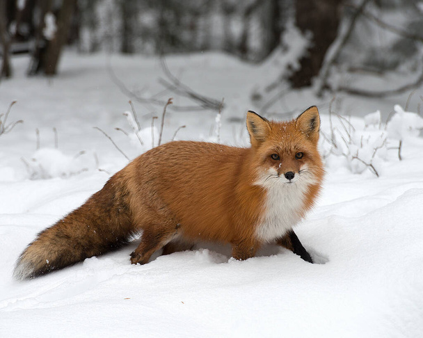 Fox Red Fox animal en el bosque en la temporada de invierno disfrutando de su entorno y el medio ambiente mientras expone su cuerpo, cabeza, ojos, orejas, nariz, patas, cola
. - Foto, Imagen