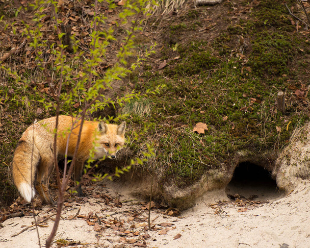 Fox Red Fox animal vue de profil rapprochée sur un rocher dans la forêt avec fond flou son environnement et sa fourrure, sa tête, ses yeux, ses oreilles, son nez, ses pattes, sa queue touffue
. - Photo, image