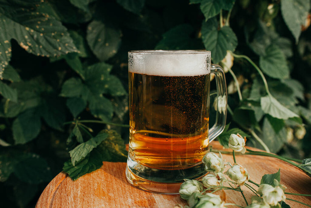 glass of beer stands on a wooden table against the background of hops. - Photo, Image