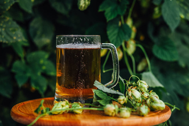 A glass of beer stands on a wooden table against the background of hops. - Fotó, kép