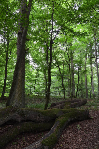 The wood in Stadtallendorf, Germany - Foto, Imagem