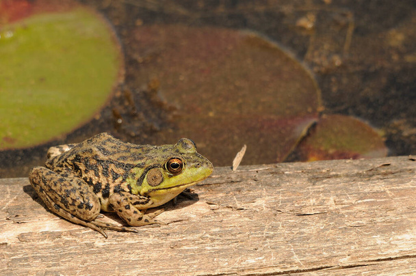 Žába sedící na kládě ve vodě, která zobrazuje zelené tělo, hlavu, nohy, oko v okolí a okolí. Fotka. Fotka. Obrázek. Portrét. - Fotografie, Obrázek