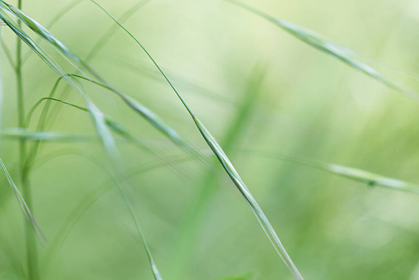 Blades of new grass against pale green background. - Фото, изображение